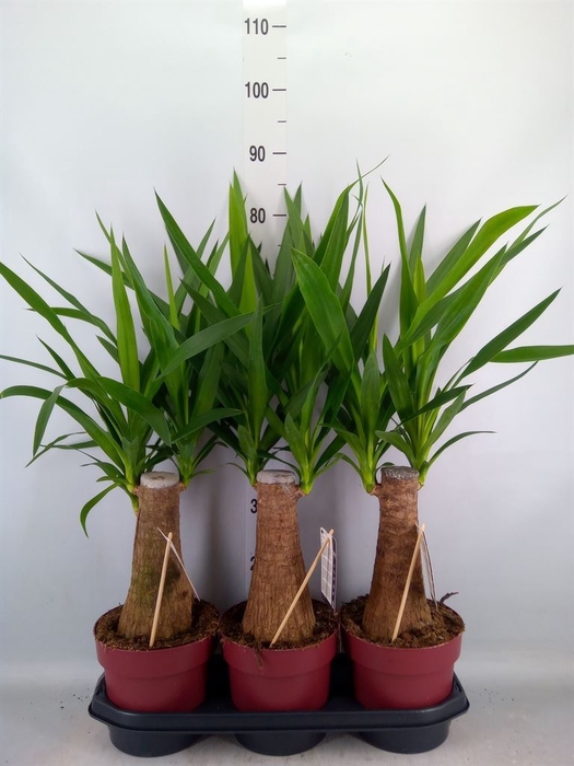 <h4>Yucca elephantipes   ...</h4>