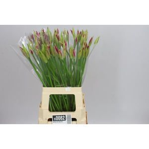 Nerine Bo Favoriet