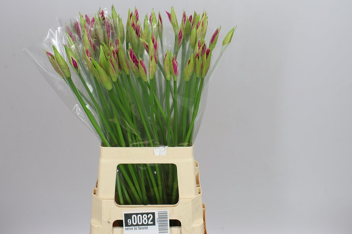 <h4>Nerine Bo Favoriet</h4>