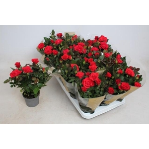 RO RED MERCE KORD GR
