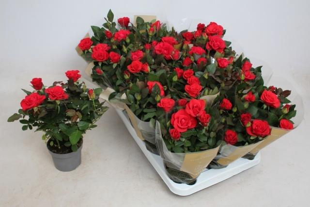<h4>RO RED MERCE KORD GR</h4>