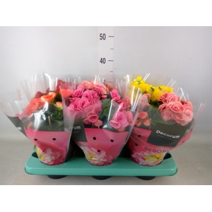 Begonia elat. DU   ...mix
