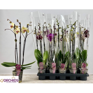 PHAL GEM