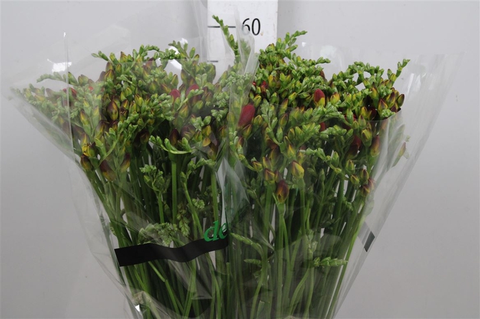 <h4>Fr Du Mandarine</h4>