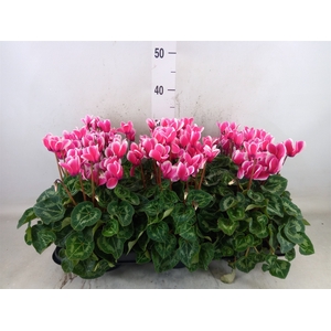 Cyclamen MD 'Macro'