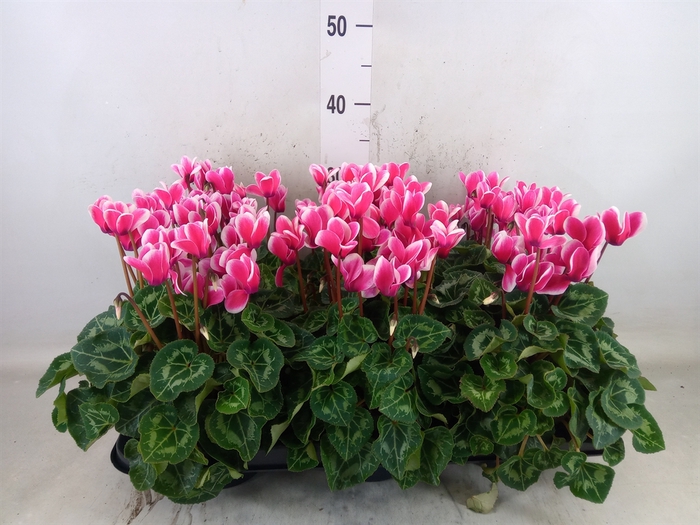 <h4>Cyclamen MD 'Macro'</h4>