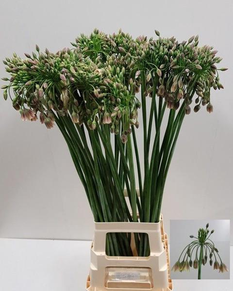 <h4>Allium Nect Siculum Bulgar Kerkvliet</h4>