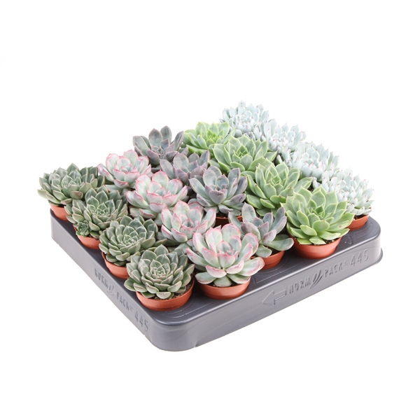 <h4>Echeveria mix</h4>