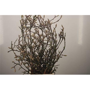 Magnolia Grandiflora