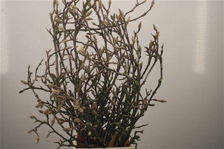 <h4>Magnolia Grandiflora</h4>