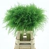 Dried Stipa Feather Apple Green