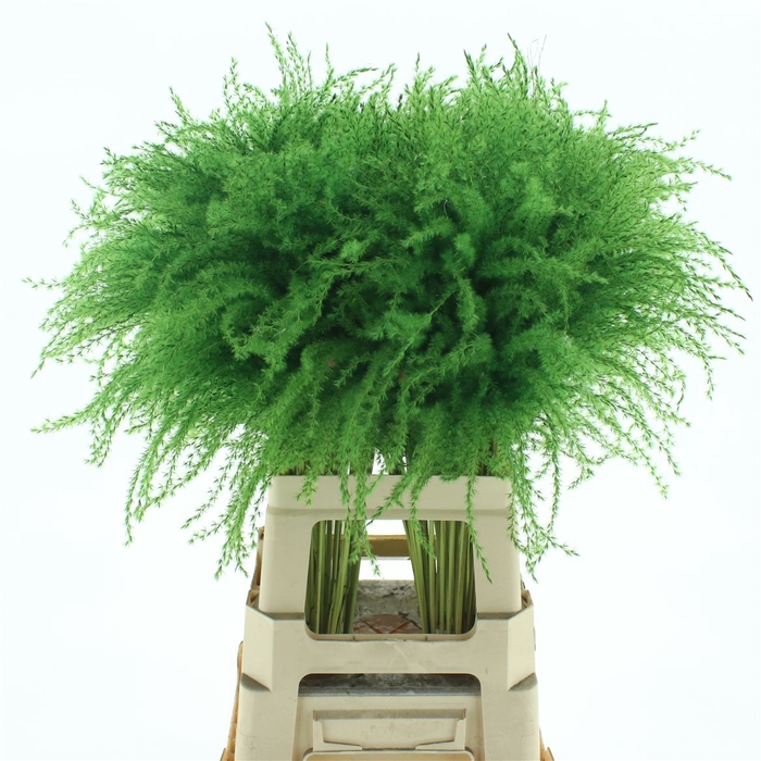 <h4>Dried Stipa Feather Apple Green</h4>