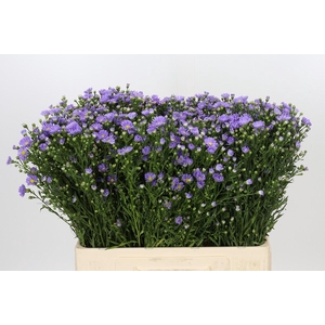 Aster Cassandra