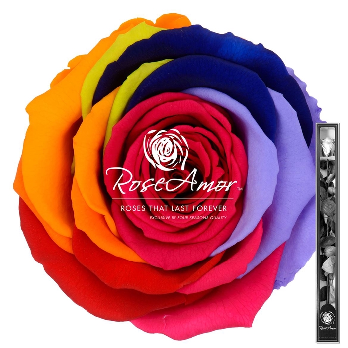 <h4>60cm Stem Rainbow Red02</h4>