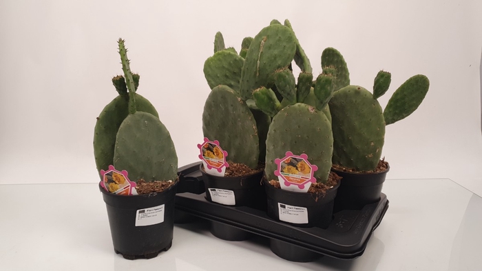 OPUNTIA