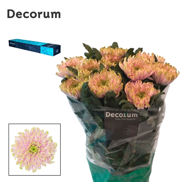 <h4>Chrysanthemum PL 'Rossano Charlott'</h4>