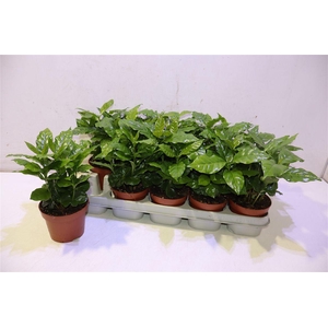 arr8 Coffea Arabica