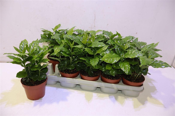 <h4>arr8 Coffea Arabica</h4>