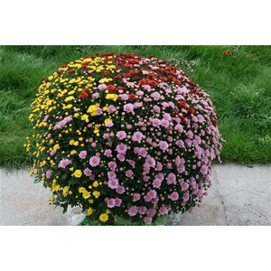 207 : Pot 33 cm Chrysant (buiten) CARNAVAL mix 3 kleuren in pot