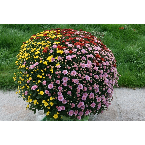 <h4>207 : Pot 33 cm Chrysant (buiten) CARNAVAL mix 3 kleuren in pot</h4>