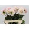 Dahlia Sweet Nathalie