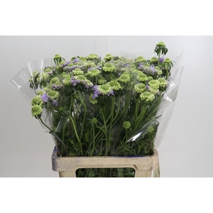 Scabiosa Bon Bon Scoop Teaberry