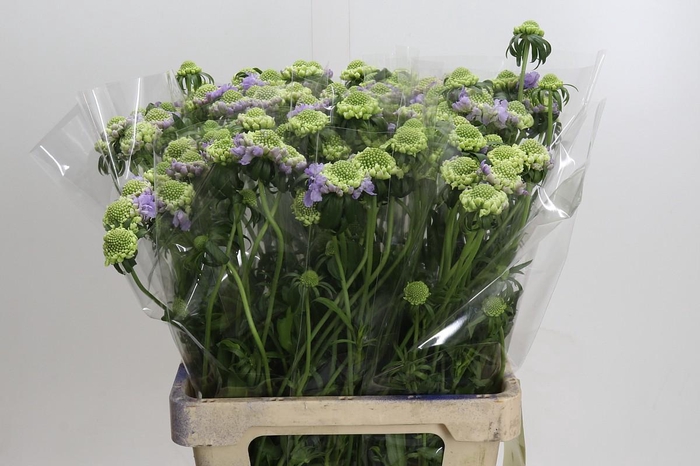Scabiosa Bon Bon Scoop Teaberry