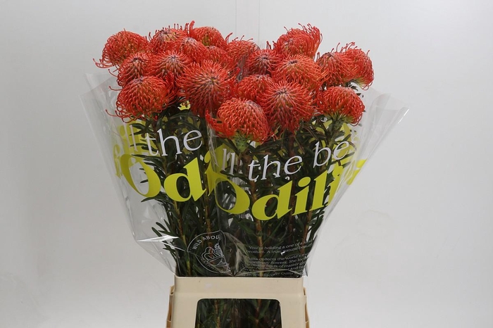 <h4>Nutans Succession</h4>