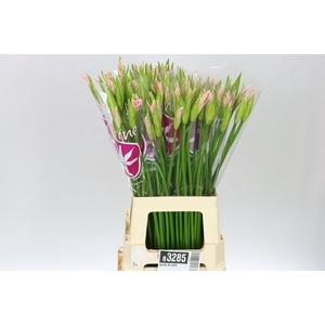 Nerine Bo Sofie