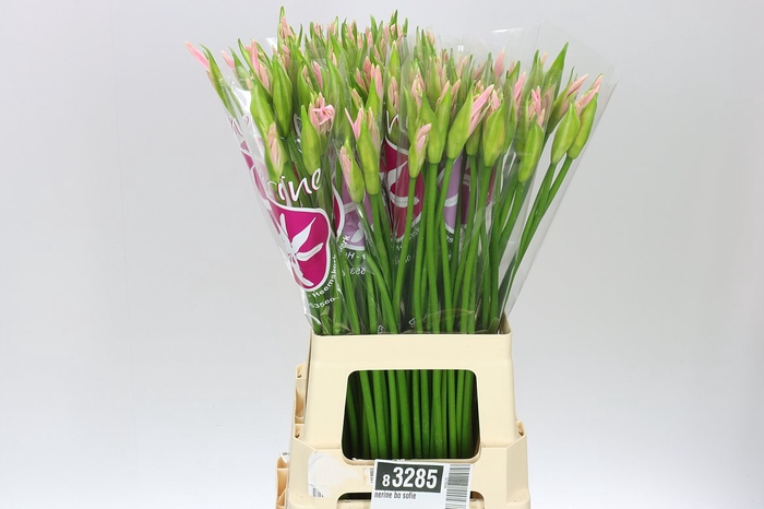 <h4>Nerine Bo Sofie</h4>