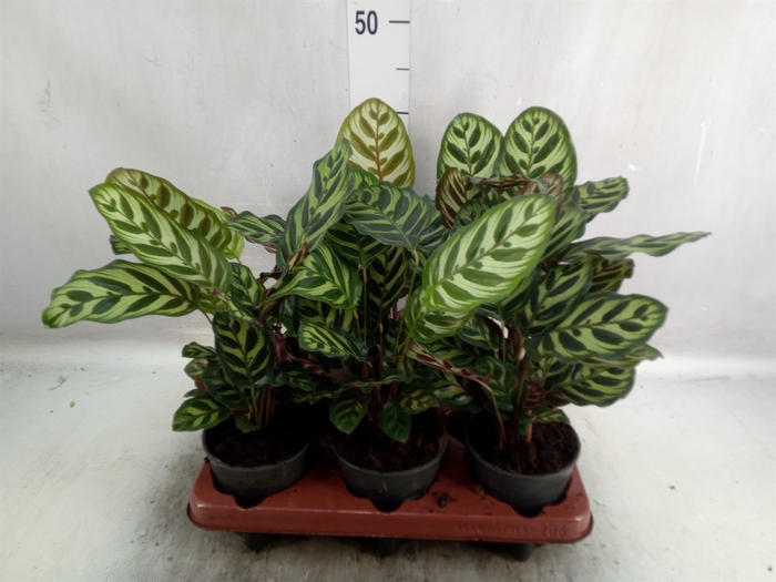 <h4>Calathea makoyana</h4>