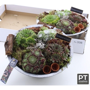 ARR SEMPERVIVUM