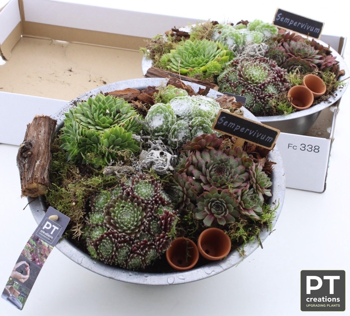 <h4>ARR SEMPERVIVUM</h4>