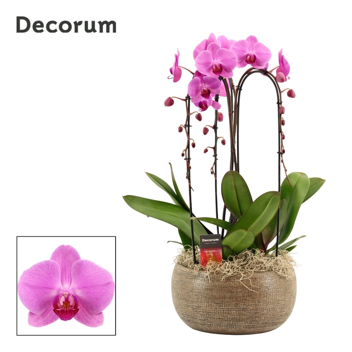 <h4>PHAL OV ROZE</h4>