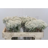 Ozothamnus Booming White