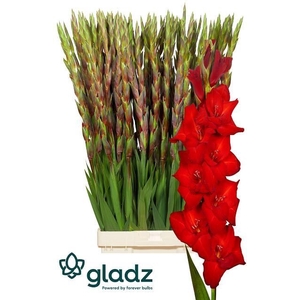 GLADIOLUS GR RED