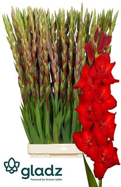 <h4>GLADIOLUS GR RED</h4>