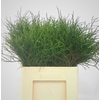 VACC HUCKLEBERRY