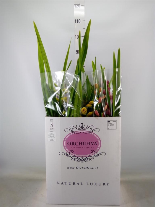 <h4>Cymbidium   ...mix</h4>