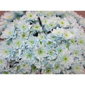 Chr T Euro Sweet Blauw