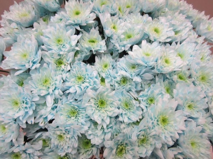 <h4>Chr T Euro Sweet Blauw</h4>