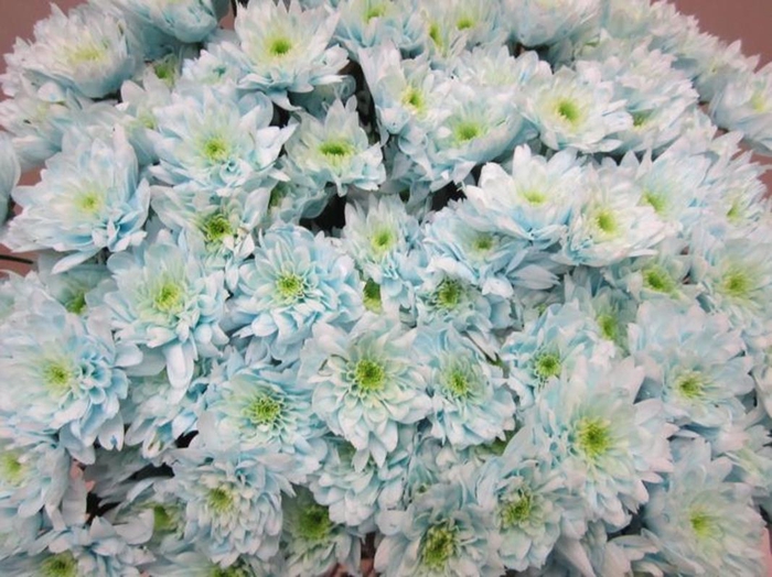 <h4>Chr T Euro Sweet Blauw</h4>