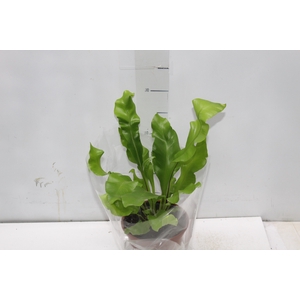 ASPLENIUM NIDUS P14