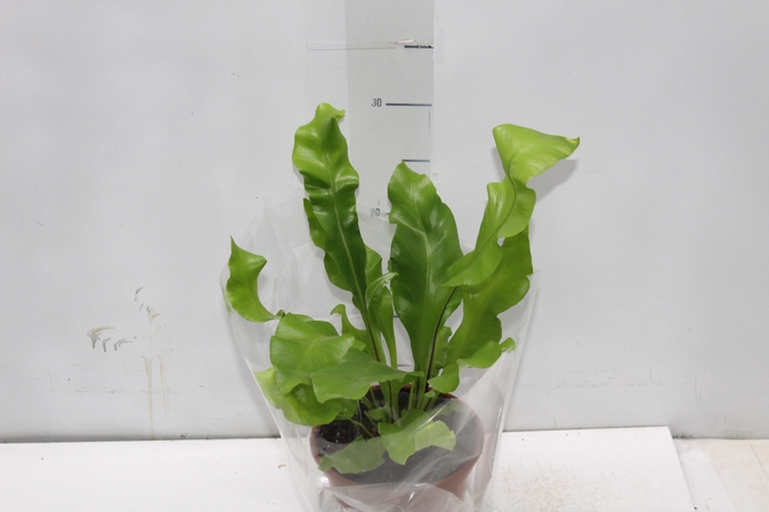 <h4>ASPLENIUM NIDUS P14</h4>