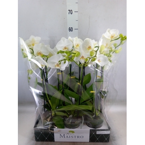 Phalaenopsis   ...white
