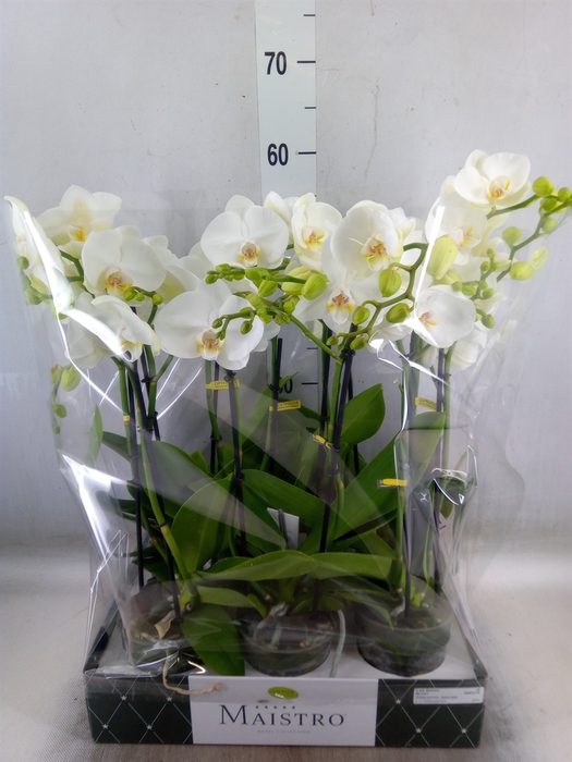 <h4>Phalaenopsis   ...white</h4>