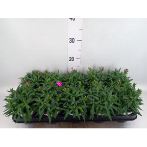 Dianthus car. 'Peman'