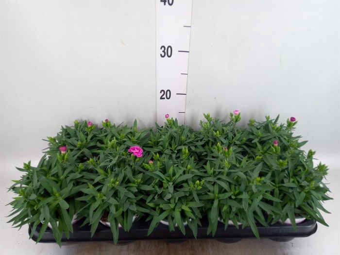 <h4>Dianthus car. 'Peman'</h4>