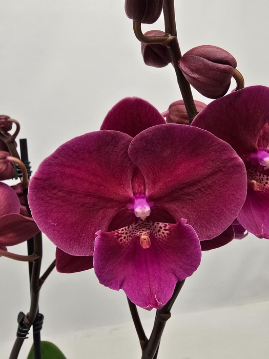 <h4>Limited 28 week 9</h4>