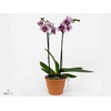 Phalaenopsis  'Rembrandt'